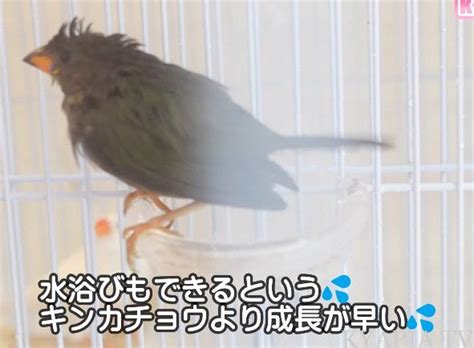 放鳥意思|放鳥(ホウチョウ)とは？ 意味や使い方